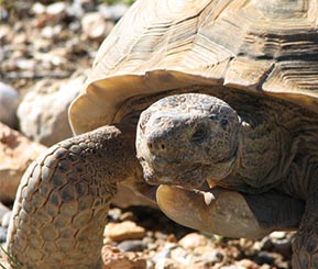Close up of desert tortoise walking in the sun