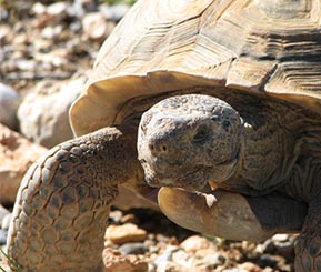 Gopherus_thumb Close up of desert tortoise walking in the sun