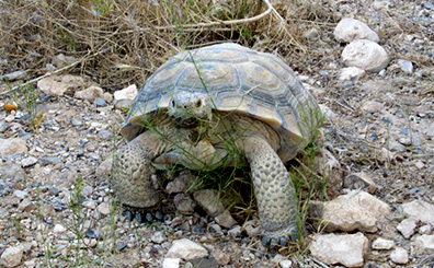 Mojave Max enjoying some foliage