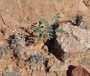 Thumb_3CornerMilkvetch Image of milk vetch, which looks like a small green shrub