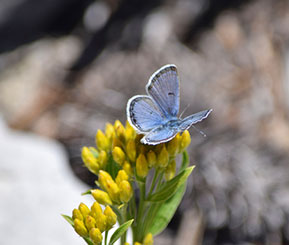 A blue butterfly alighting on a group of yellow flowers