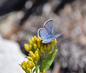 Thumb_BlueButterfly A blue butterfly alighting on a group of yellow flowers