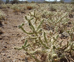 Image of cholla cactus in desert landscape