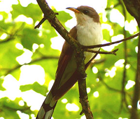 Image of a small brown bird with a white chest and orange and black beak