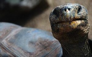 A tortoise's face looking directly at the camera