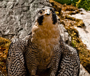 Thumb_Falcon A brown and black spotted falcon sitting on a rock looking up
