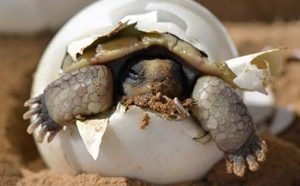 A desert tortoise hatchling break out of its shell