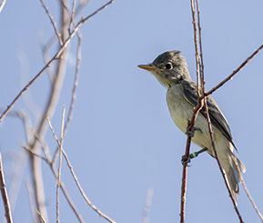 A small grey bird with a white chest sitting on a branch.