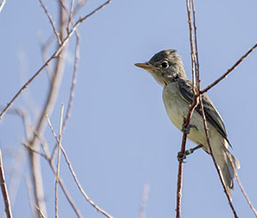 Thumb_Flycatcher A small grey bird with a white chest sitting on a branch.