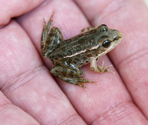 A small green and brown spotted frog in the palm of a hand