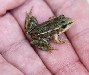 Thumb_Frog A small green and brown spotted frog in the palm of a hand
