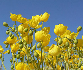A group of yellow poppies against a blue sky background