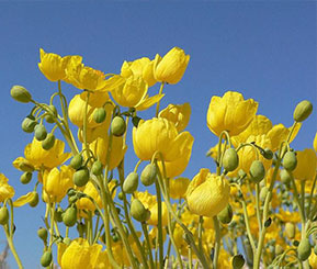 Thumb_Poppy A group of yellow poppies against a blue sky background