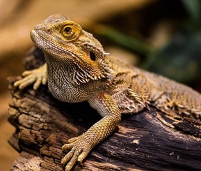 Image of a horned lizard sitting on a log