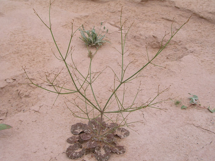 Image of sticky buckwheat growing out of desert sand