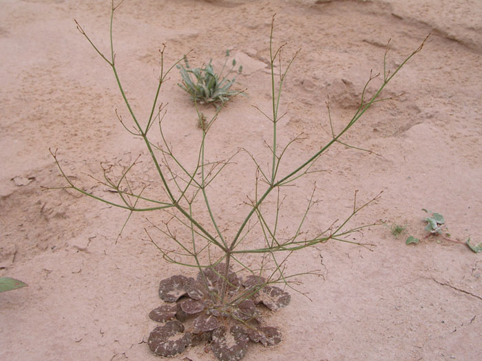 sticky_buckwheat_01 Image of sticky buckwheat growing out of desert sand