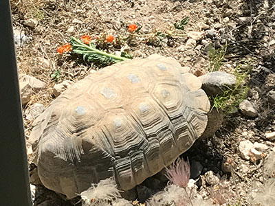 Mojave Max in his habitat at Red Rock Canyon National Conservation Area